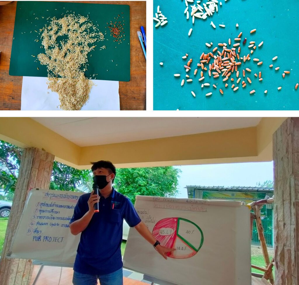 Rice seed quality testing for farmers – Organic rice, good quality rice ...